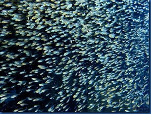 Maldives - Glassfish