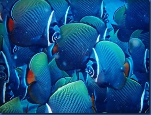 Maldives - Head-Band Butterflyfish