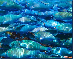 Maldives - Parrot Fish
