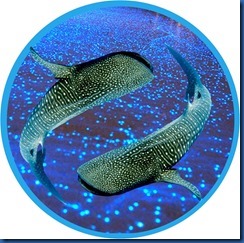 Mirihi - whale shark pisces