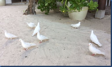 Malahini Kuda Bandos - white doves